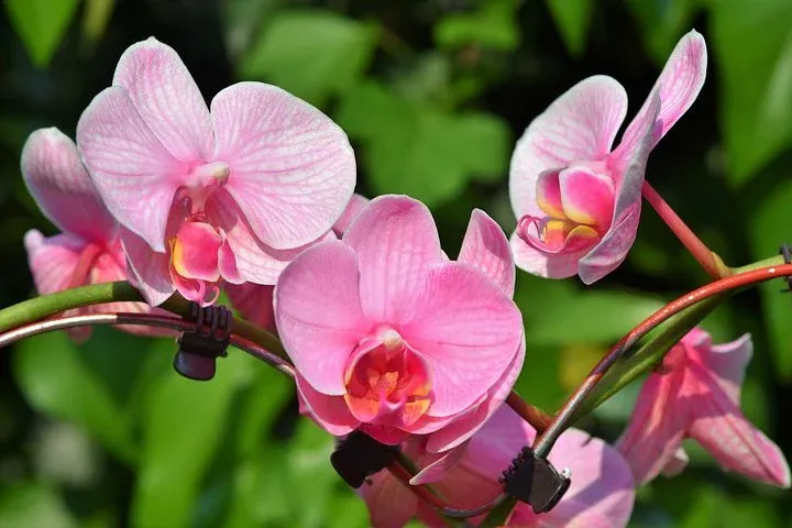 orchids-3392819__480.webp