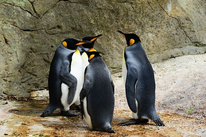 king-penguins-384252__480.jpg