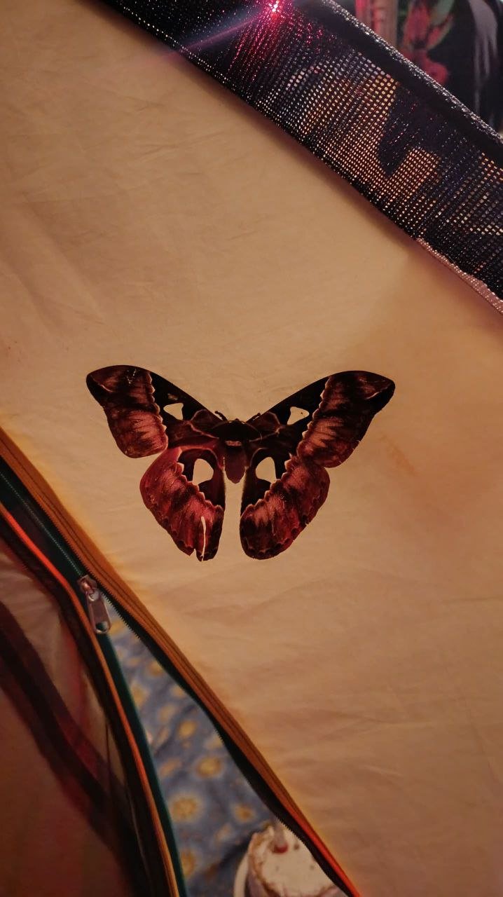 mariposa