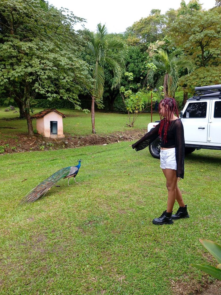 pavo