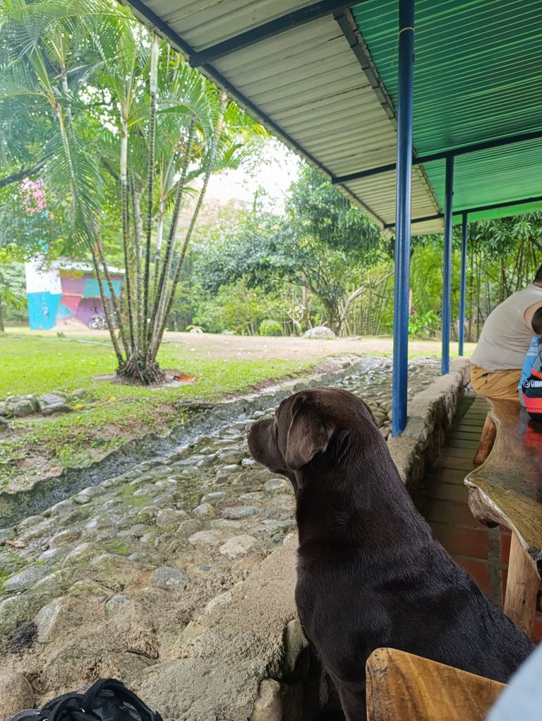 perrito