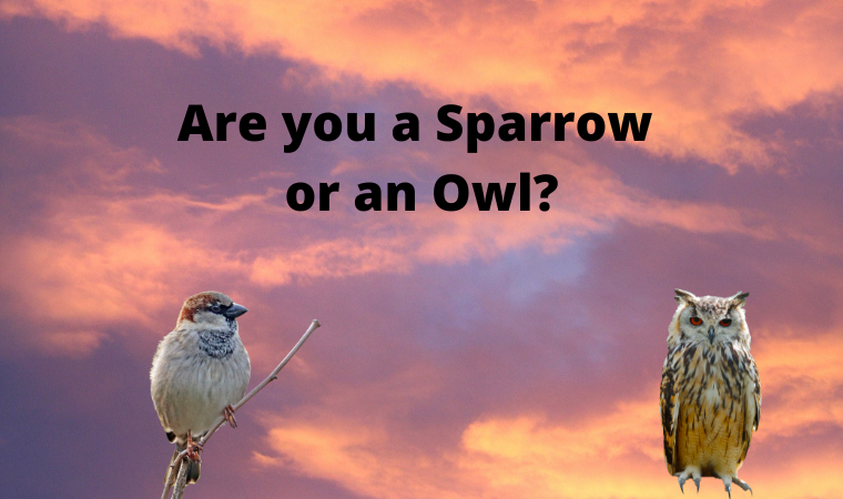 Are you a Sparrow or an Owl.png