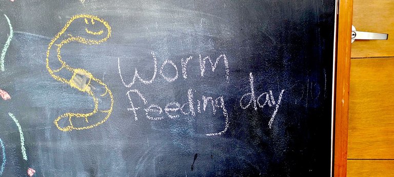 Worm feeding day 01.jpg
