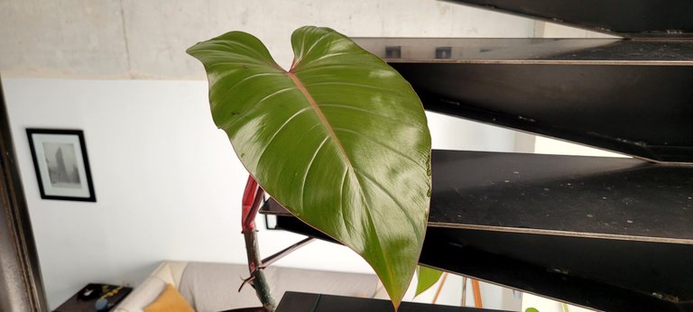 Ruby philodendron new leaf.jpg