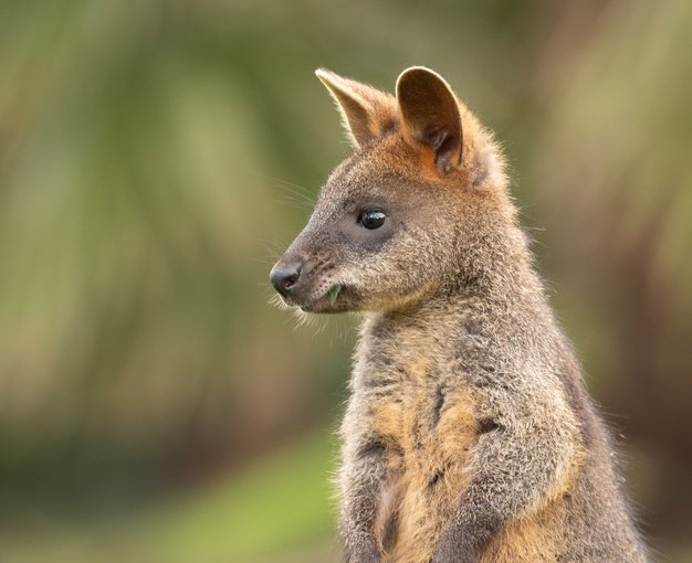 disparo-enfoque-selectivo-wallaby_181624-23327.jpg