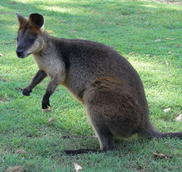 Red-Necked_Wallaby_Side.jpeg