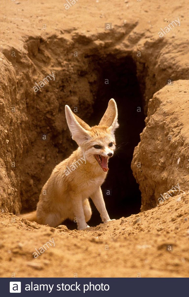 fennec-fox-vulpes-zerda-cerca-de-su-madriguera-fotografiado-en-israel-2aeg2w1.jpg