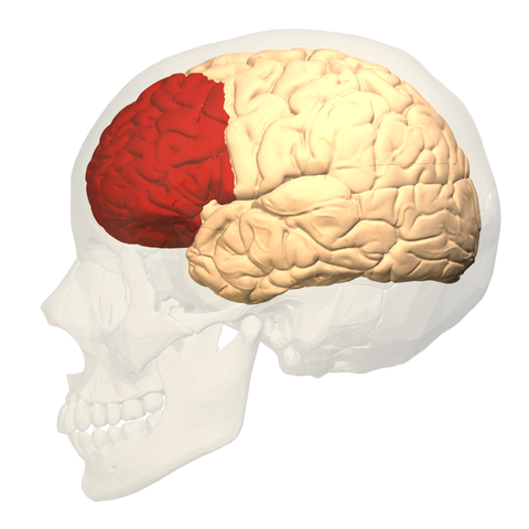 480pxPrefrontal_cortex_left__lateral_view.png