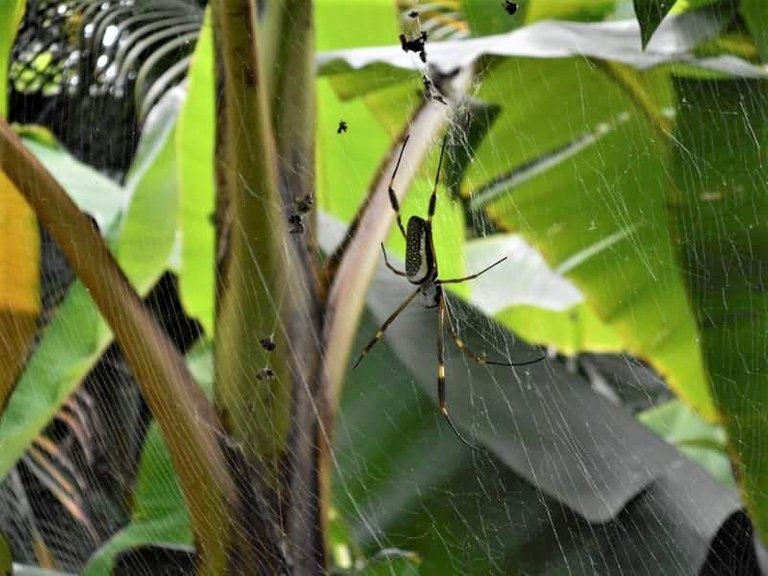 Foto Araña en Emaus 2017.jpeg