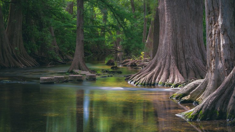 Alfredo Mora Photography Trees-1-4.jpg