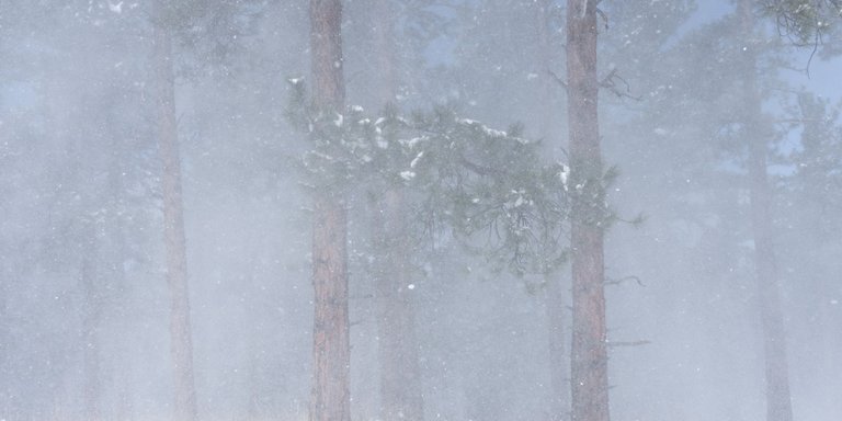 Snow vs Pine.JPG