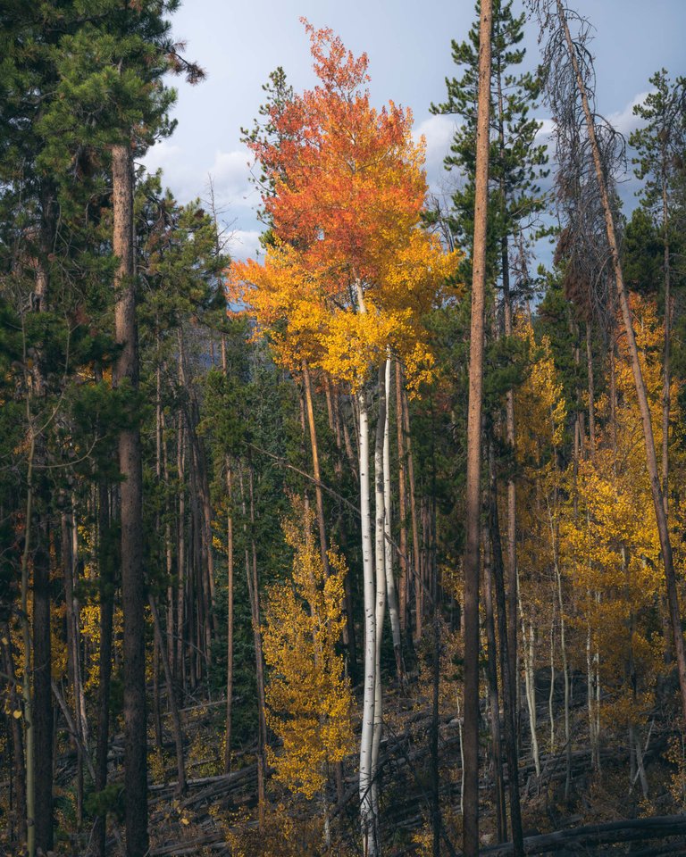 Alfredo Mora Photography Trees-1-2.jpg