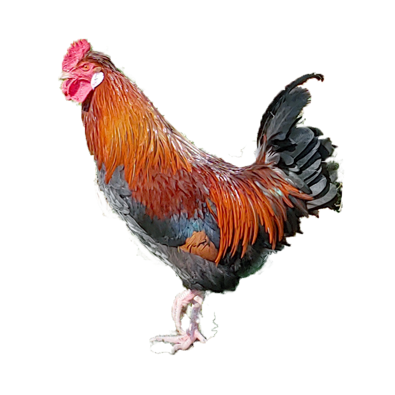 1_cock.png