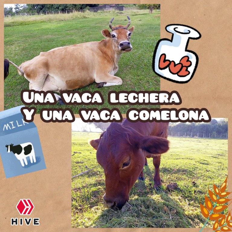 Una vaca lechera y una vaca comelona (Esp-Eng)