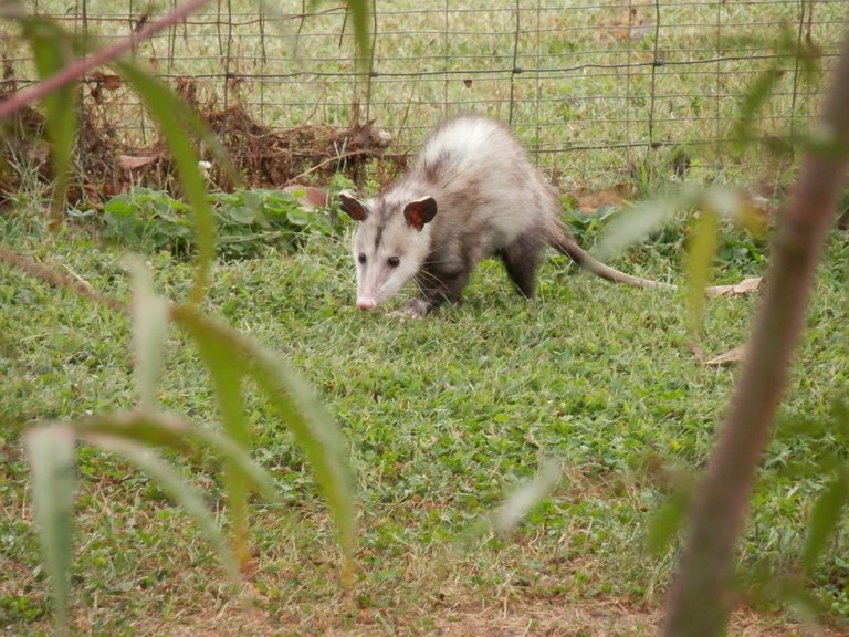 possum183851_1920.jpg