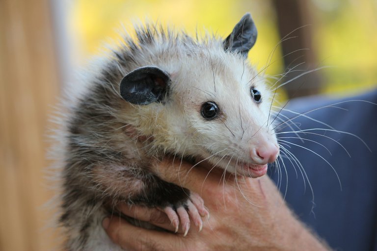 possum478162_1920.jpg