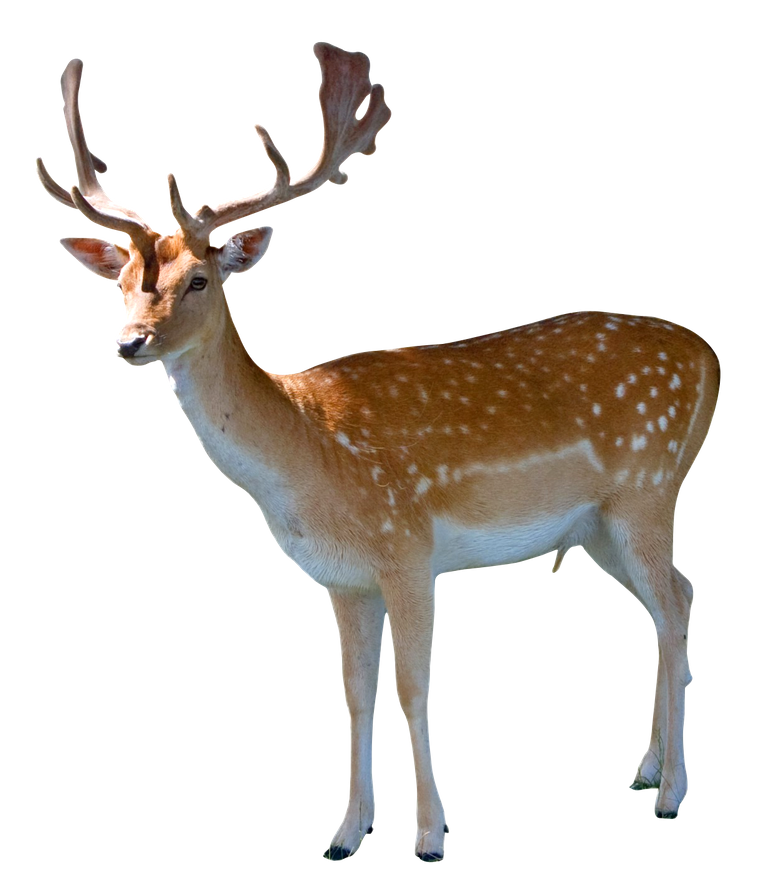 purepng.com-deeranimaldeerdoe-981524644306k3x1s.png