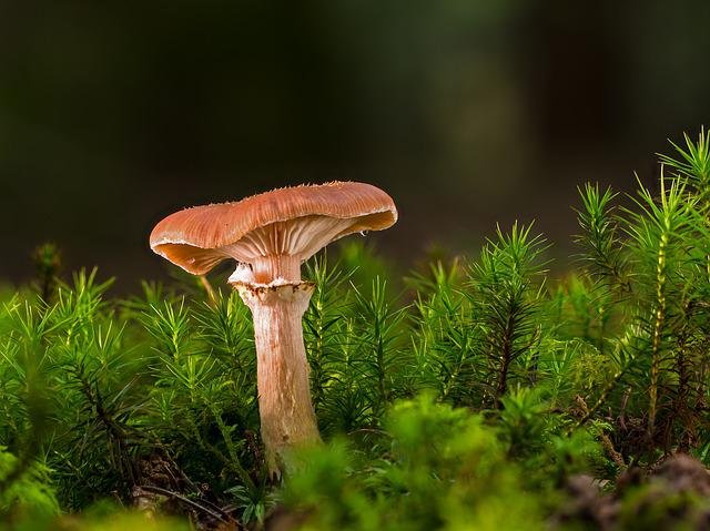 mushroom-4590453_640.jpg