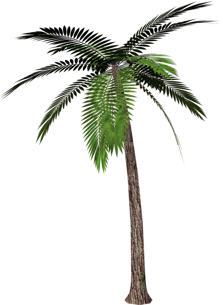 purepng.com-palm-treepalm-treefeather-leavedfan-leavedevergreen-leavestropical-tree-14115270716213jopx.png