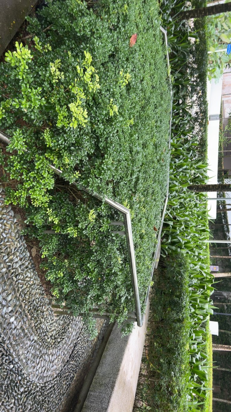 IMG_0908.jpeg