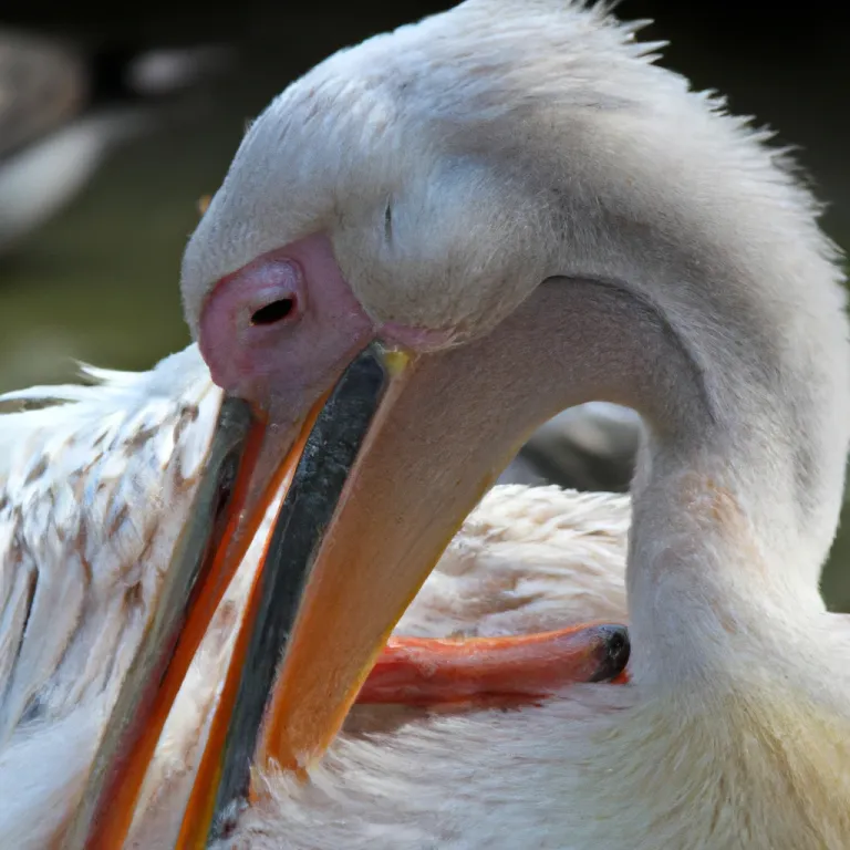 pelican_2.png