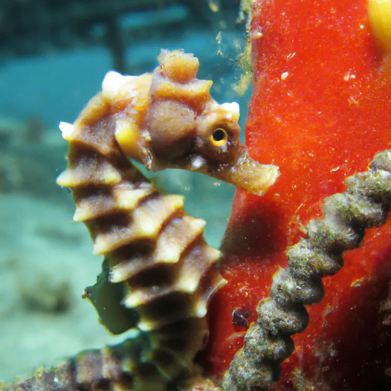 seahorse_2.png