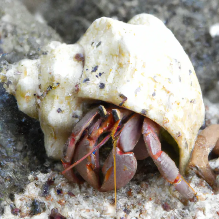 hermit crab_2.png