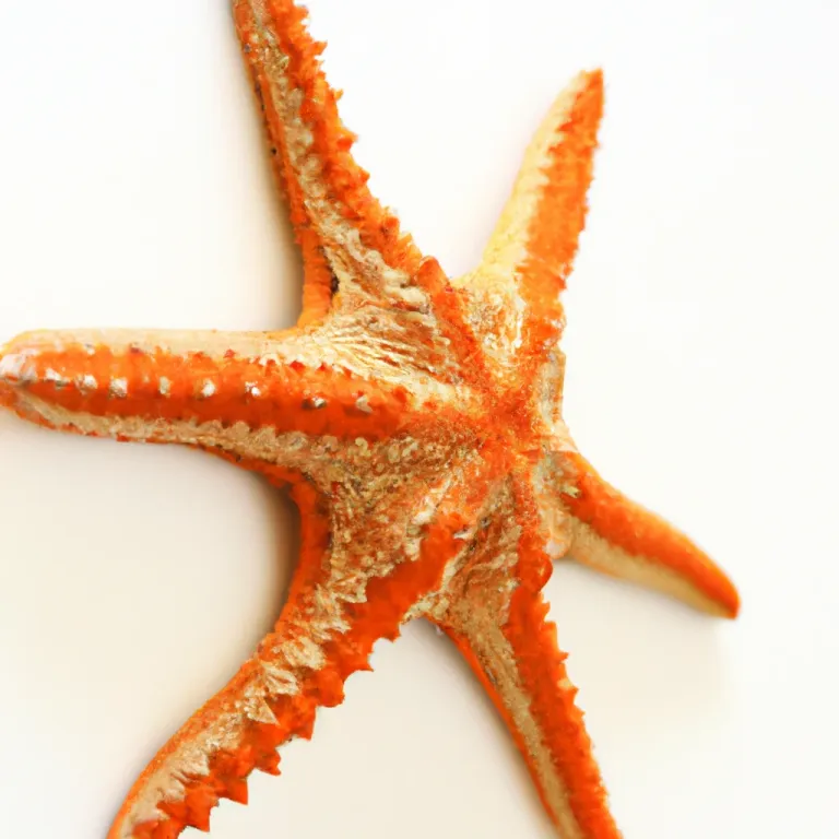 starfish_3.png