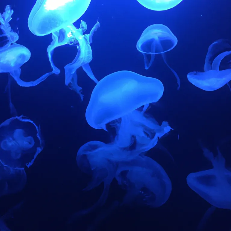 jellyfish.png