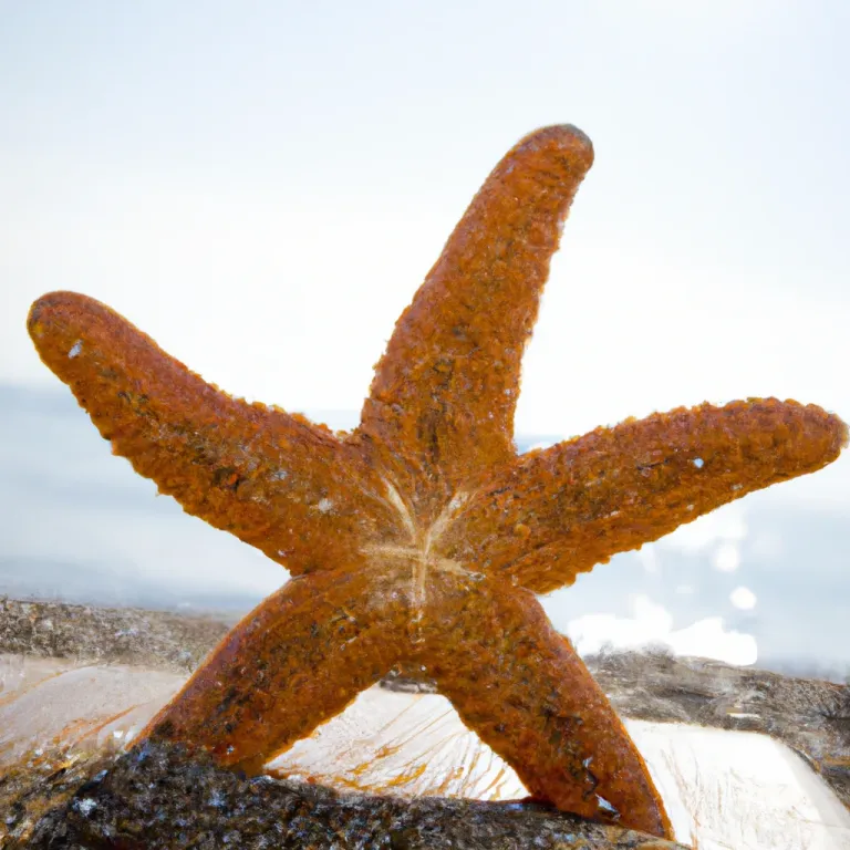 starfish_4.png