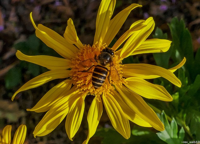 P1160461.jpg