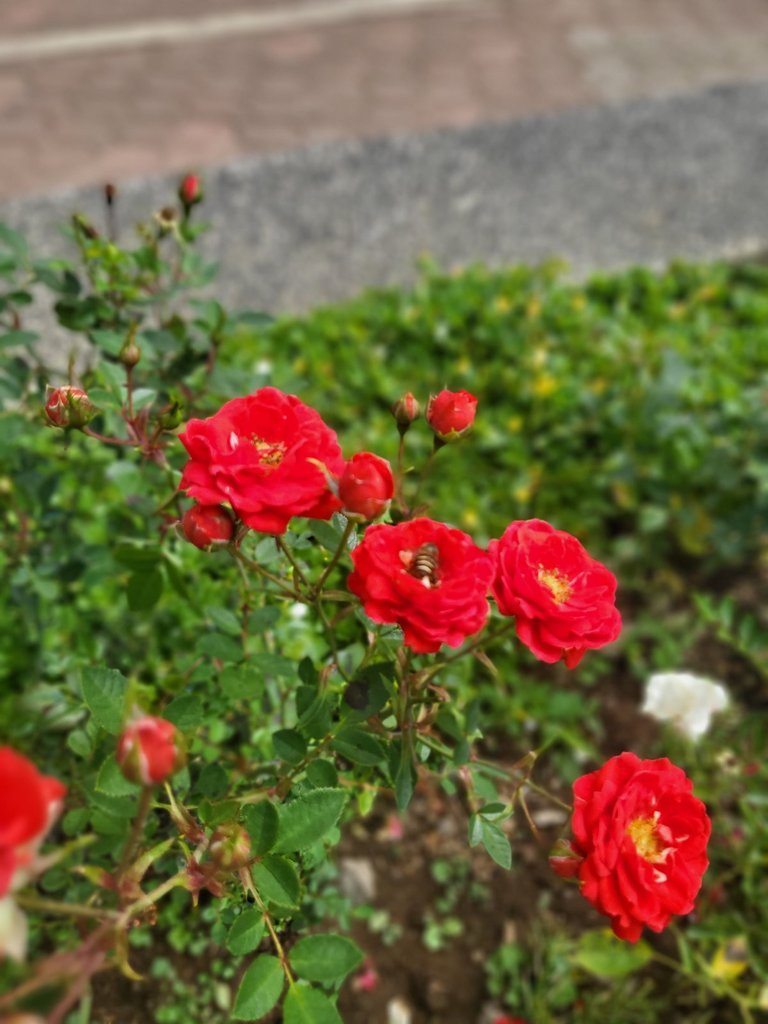 IMG-900cce332c2a21fe850d1e515358acb1-V.jpg