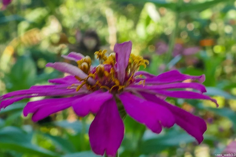 P1080741.jpg