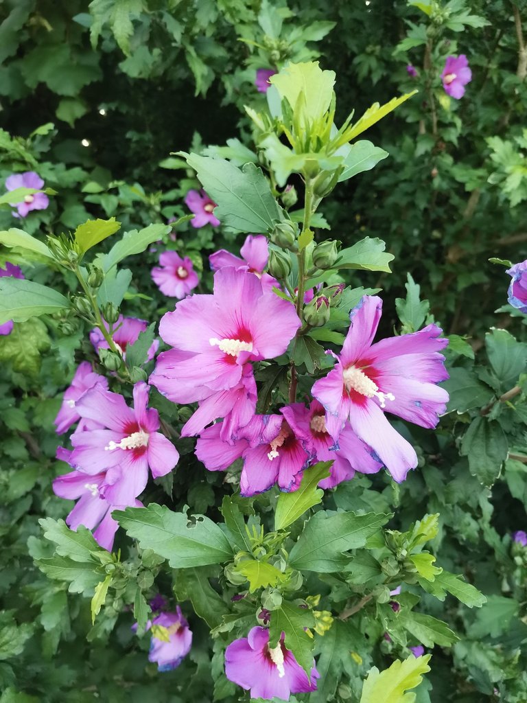 IMG_20250709_062358.jpg