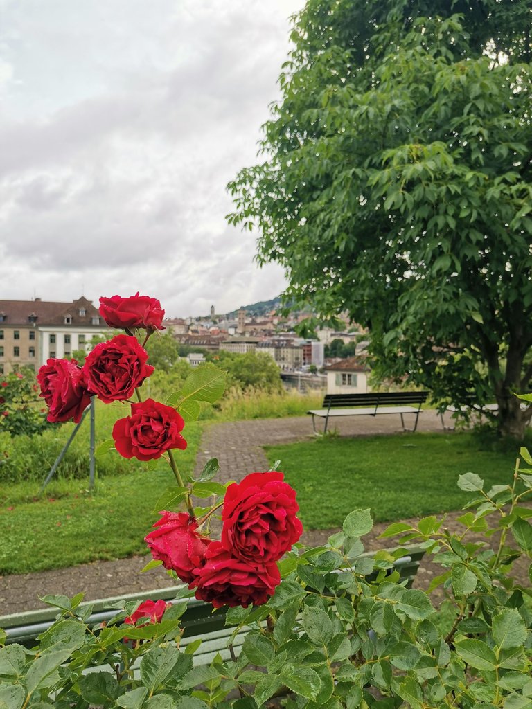 IMG_20250605_090646.jpg