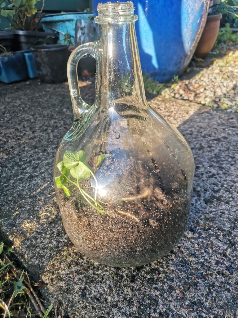 Creeping Violet Closed Terrarium - Gardening Photos and Stories