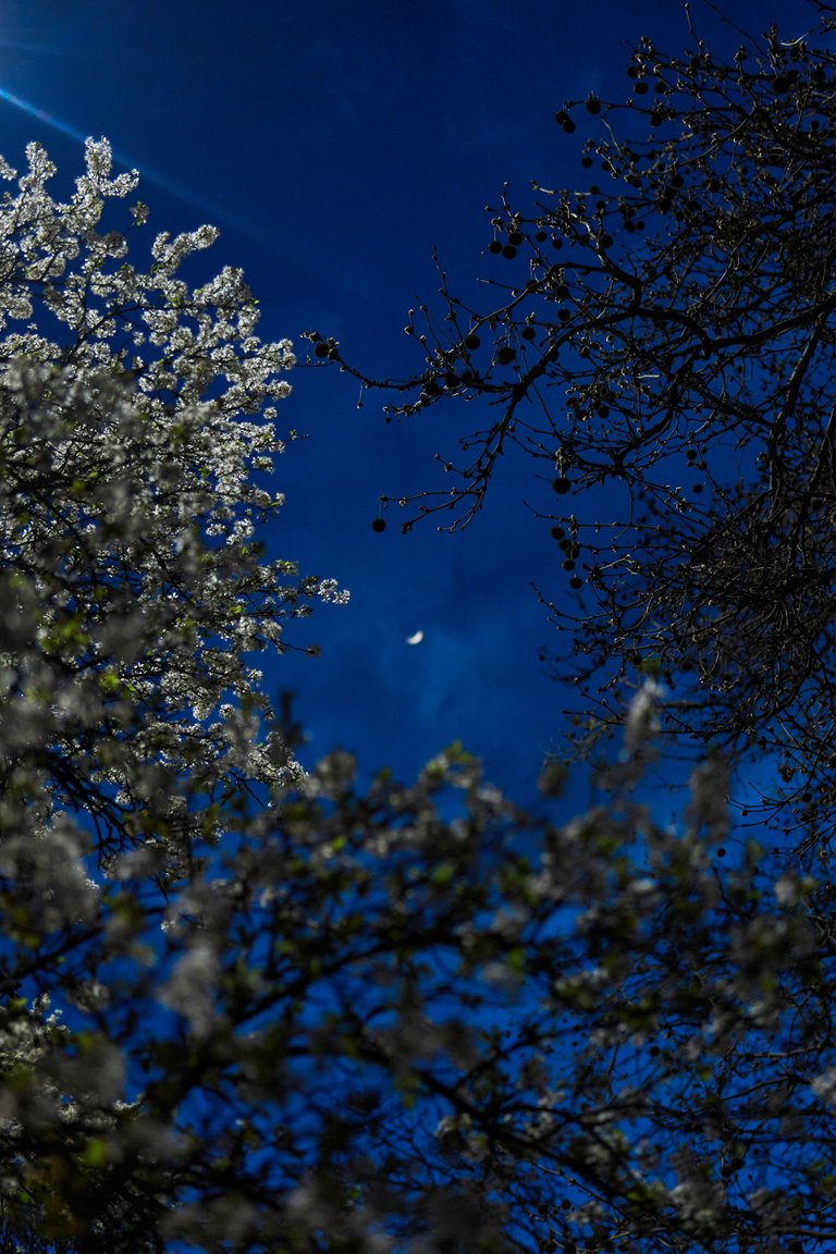 DSC08733.jpg