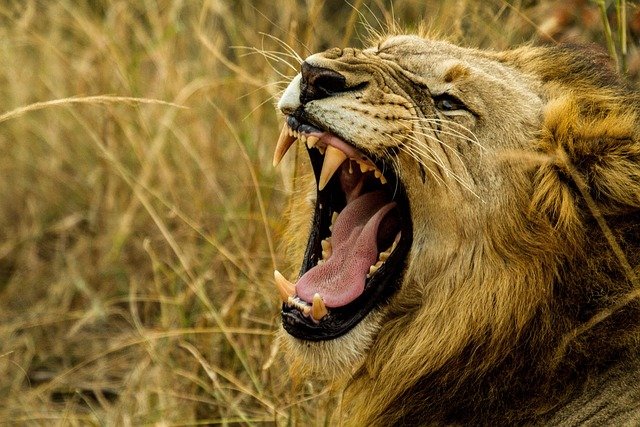lion-1141303_640.jpg