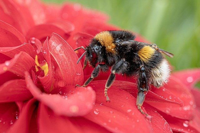 buff-tailed-bumblebee-4480904_640.jpg
