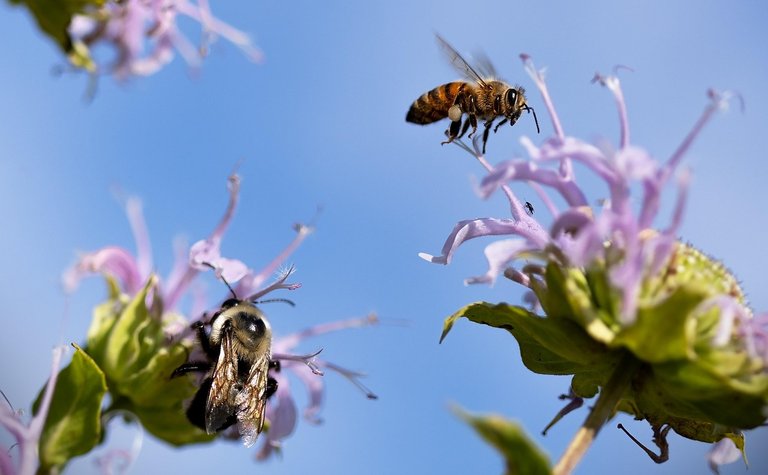 pollinators-7982752_1280.jpg