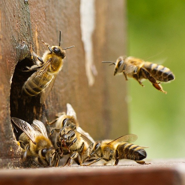 bees-5510265_640.jpg