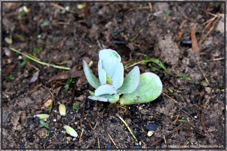 Cotyledon Obiculata (?)