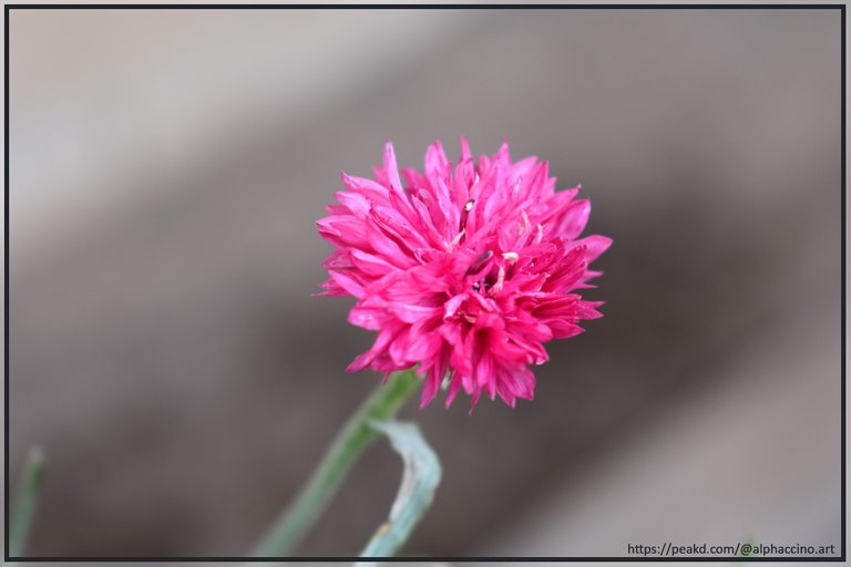 The first flower