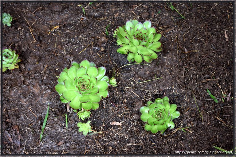 Sempervivum 'Montana Red' (?)