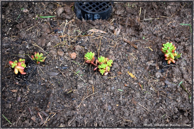 Sedum Rubrotinctum