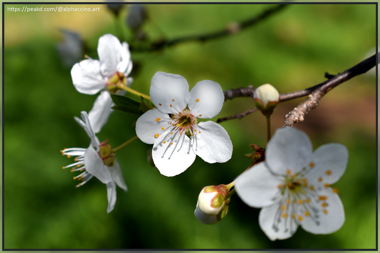 Plum Blossoms from my garden