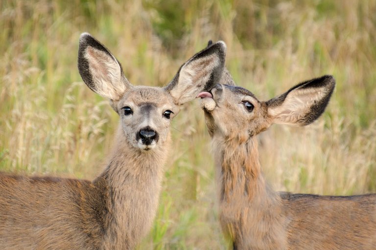 feb_2022_dmarkel_deer_lick.jpg