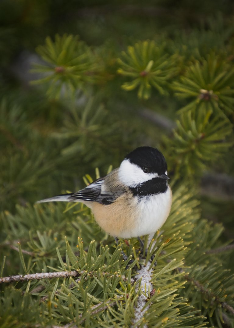 march_2020_dmarkel_black_capped_chickadee.jpg