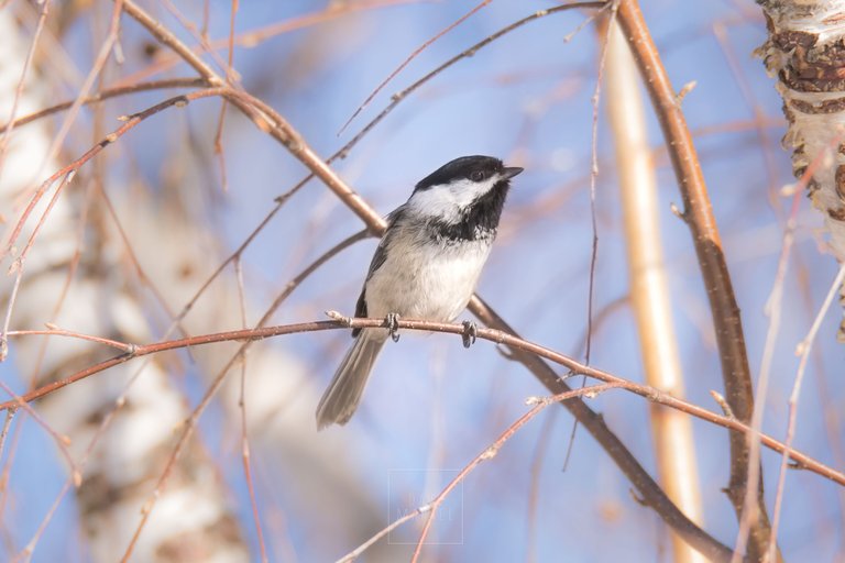 apr_2019_dmarkel_chickadee.jpg