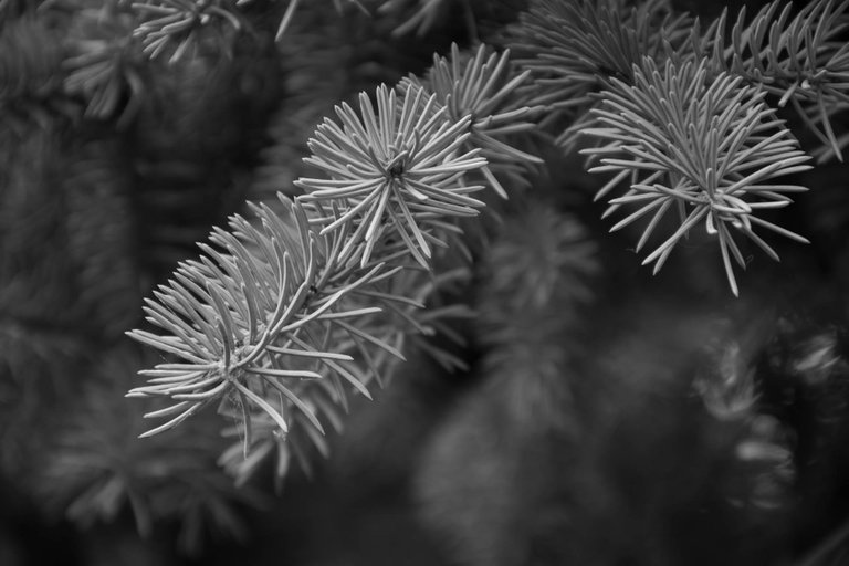 _DSC3758.jpg